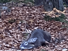 Mike Hussey Maine Whitetail