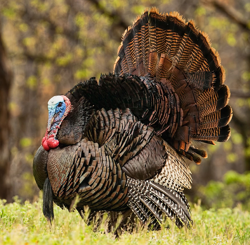 Turkey Hunting in Tennessee RoughKut